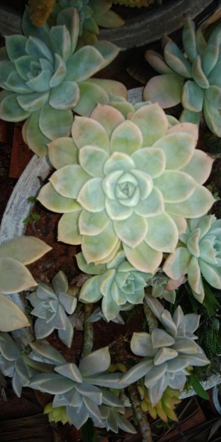 Cafe Com Arte Pousada Ecologica Botucatu Ngoại thất bức ảnh