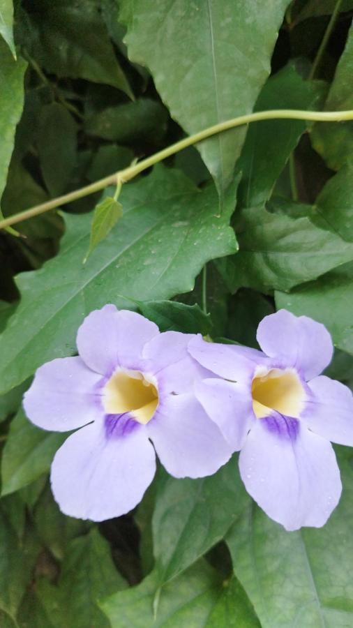 Cafe Com Arte Pousada Ecologica Botucatu Ngoại thất bức ảnh